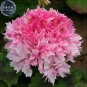 Fresh Geranium Rose Red Light Pink Flowers with Sharp Corner Seeds(no soil) 10 Pcs
