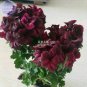 Fresh Geranium Redish Black Single Petals Flower *Seeds(no soil) 10pcs/pack big blooms