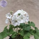 Fresh Geranium Purely White Single Petals *Seeds(no soil) 10pcs/pack big blooms
