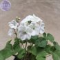 Fresh Geranium Purely White Single Petals *Seeds(no soil) 10pcs/pack big blooms