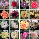 Fresh Mixed 16 Types Adenium Seeds (no soil) 30 Pcs double petals