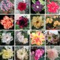 Fresh Mixed 16 Types Adenium Seeds (no soil) 30 Pcs double petals