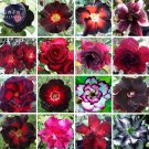 Fresh Mixed 16 Types almost Black Adenium (no soil) 30pcs black single double petals Seeds