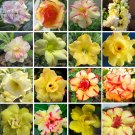 Fresh Seeds (no soil) 30pcs yellow double petals bi color desert rose
