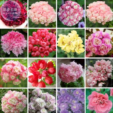 Fresh Mixed 16 Types of Geranium Seeds 100 Pcs dark red pink purple yellow bi color
