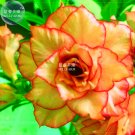Fresh Adenium Orange Double Petals Red Edge Flowers 2Seeds 8 layers desert rose