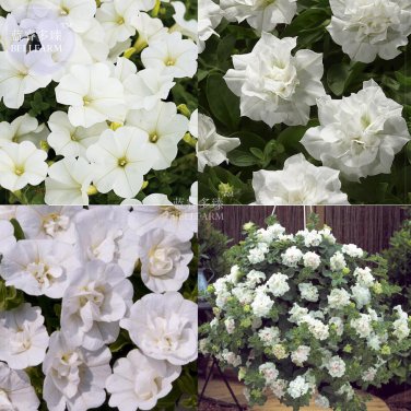Fresh Mixed 4 Types of White Petunia Flowers 200 Seeds