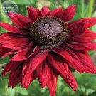 Fresh Dark Red Echinacea 6 layer Big Bloom Flowers 100 pc seeds coneflower