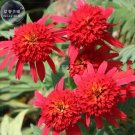 Fresh Hot papaya Echinacea Fire Red Coneflower 200 pcs seeds long trailing petals