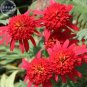 Fresh Hot papaya Echinacea Fire Red Coneflower 200 pcs seeds long trailing petals