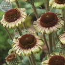 Fresh Echinacea Hybrida Caribbean Green Greyish Green Flowers 200pcs seeds coneflowers