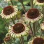 Fresh Echinacea Hybrida Caribbean Green Greyish Green Flowers 200pcs seeds coneflowers