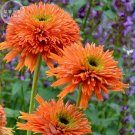 Fresh Echinacea COLORBURST Orange Hybrid Coneflowers 200pcs seeds fragrant