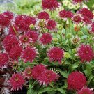 Fresh Echinacea Cranberry Cupcake Red Coneflowers 200 Seeds large cranberry