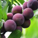 Fresh BELLFARM Purplish Red Round Plum Fruits s 10pcs seeds sweet prune big great