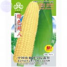 Fresh Super Sweet Yellow Corn Seeds Variety 100grams hybrid field farming maize