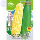 Fresh Super Sweet 2008 Sweet Yellow White Corn Hybrid Seeds 100grams raw edible maize