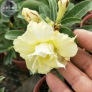 Fresh Whitish Yellow Adenium Big Blooms Flowers 6pcs Seeds Desert Rose 3 layer Petals
