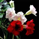 Fresh Pinkish Red Dark Red Mixed Adenium Flowers 10pcs Seeds Double Petals Desert Rose