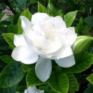 Fresh ia Cape Jasmine White Flowers 20pcs Seeds strong fragrant double petals