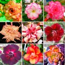 Fresh Adenium Mixed 9 Types Double Petals Colorful Desert Rose Seeds 10pcs Flowers