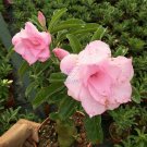 Fresh Adenium Purely Pink Desert Rose with Sweet Perfume Seeds 2pcs 5 layer Big Blooms