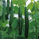 Fresh Greenhouse Cucumber Dark Green Long Vegetables 300pcs Seeds Good Quality