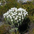Fresh Syncarpha Vestita Cape Slow a Cluster of White Flower with Red White Eye 5 Seeds