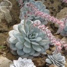 Fresh Echeveria Laui Succulent 5 Seeds Light Pink Petals with long light pink flowers