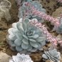 Fresh Echeveria Laui Succulent 5 Seeds Light Pink Petals with long light pink flowers