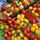 Fresh Tomato Family Red Yellow Green Small Tomato Seeds 100 seeds edible fruits