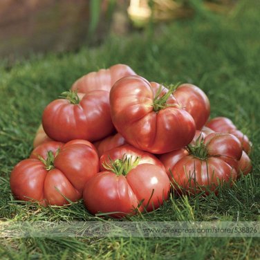 Fresh Big Brandy Hybrid Tomato Seeds 100 Seeds An Marriage of Brandywine and Big Dwarf