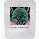 Fresh 20 Seeds/Pack Agave Victoriae Reginae Seed Royal Agave Succulent Flowering
