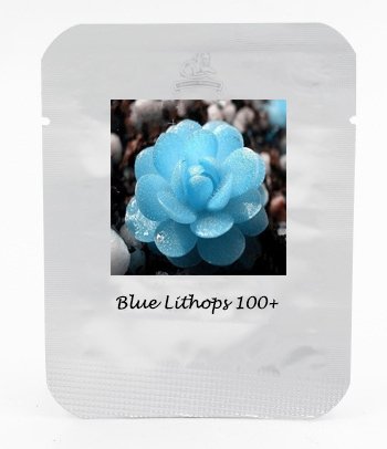 Fresh 1 Professional Pack 100 seeds / pack Bright Blue Lithops Livingstones Seeds