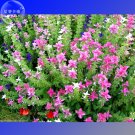 Fresh Clary Salvia Mixed (Red Blue) Flower Seeds 30 Seeds salvia horminum flowers