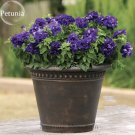 Fresh Imported Double Corrugated Mixed Purple Petunia Seeds 50 Seeds/Pack flowers