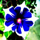 Fresh Imported Japan Fan Blue White Morning Glory Hybrid Seeds 30 Seeds/Pack flowers