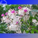 Fresh Heirloom Lysidice Rhodostegia Hance Tree Seeds 5 Seeds / Pack flowers