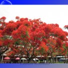 Fresh Heirloom Delonix Regia Purple Red Flame Tree Seeds 10 Seeds / Pack flowers