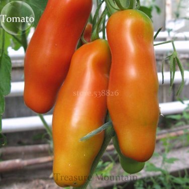 Fresh Auria Adam Tomato Hybrid Seeds 100 Seeds / Pack Tasty Sweet Fruits