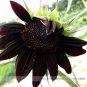 Fresh Heirloom Black Univalve Sunflower Seeds 300 Seeds / Pack True Variety