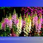 Fresh Digitalis Purpurea Mixed Foxgloves Perennial Flower Seeds 5 000 Seeds / Pack