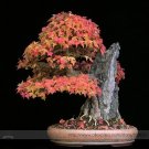 Fresh Trident Maple Seeds Professional Pack 20 Seeds / Pack Japanese Hybrid Maple