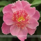 Fresh Chen Xi Double Petalled Pink Peony Tree Flower Seeds 5 Seeds Flowers
