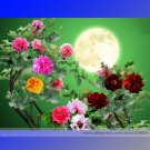 Fresh Colorful Hybrid Chinese Peony Tree Seeds 5 Seeds / Pack Fragrant Flowers