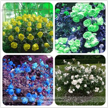 Fresh Separately 4 Types of Rose Green Blue Yellow White Flower Seeds 50 Seeds
