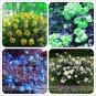 Fresh Separately 4 Types of Rose Green Blue Yellow White Flower Seeds 50 Seeds
