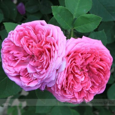 Fresh Pink Damask Rose Bush Flower Seeds 50 Seeds/Pack Light Fragrant Flower