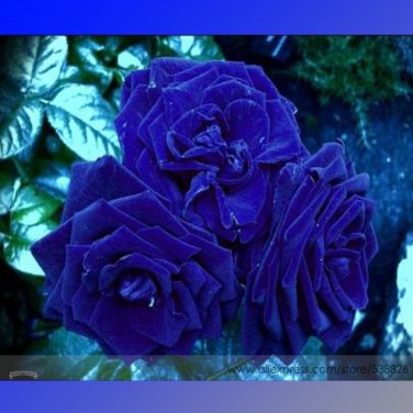 Fresh 3 Flower Blue Damask Rose Bush Flower Seeds 50 Seeds/Pack Fragrant Year Flower