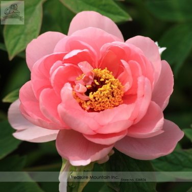 Fresh Heirloom Pink King s Double Slippy Peony Flower Seeds Al Pack 5 Seeds+